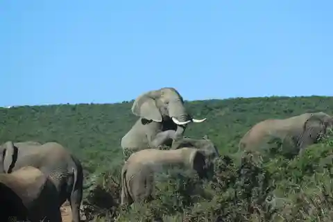 Addo: Game Drive in Addo Elephant National Park Private