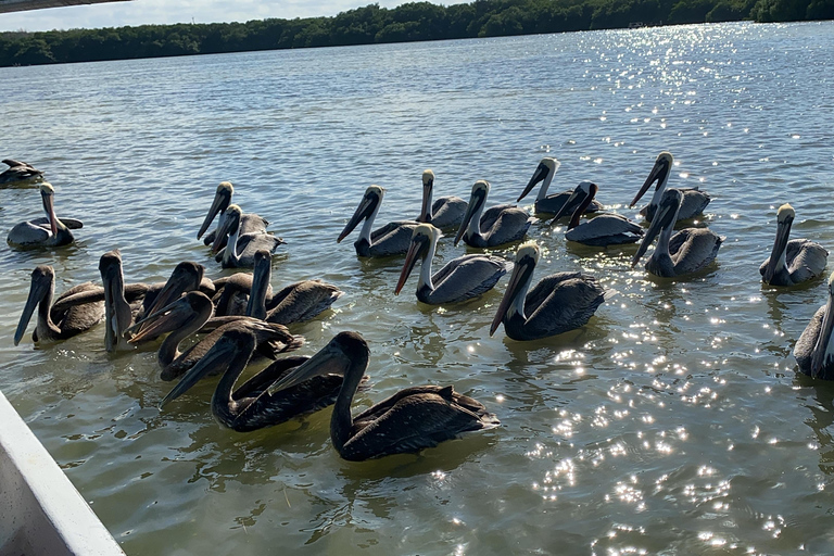 Rio Lagartos et Las Coloradas : EcoSafari Flamingo DeluxRio Lagartos et Las Coloradas : EcoSafari Flamingo Deluxe
