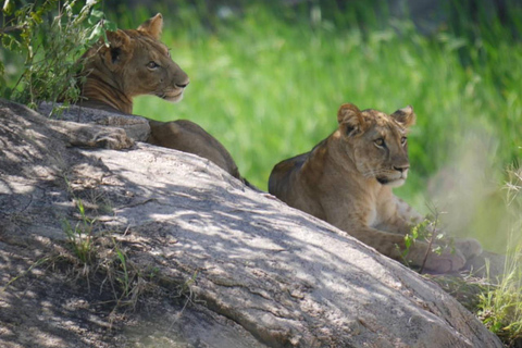 Arusha: 5-Day Big Time Mid-Range Safari