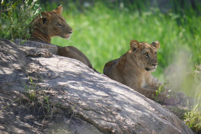 Arusha: 5-Day Big Time Mid-Range Safari