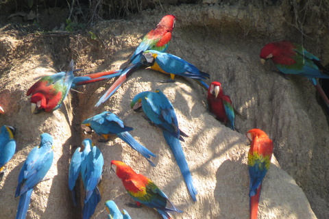 Puerto Maldonado: Tambopata Expeditions 4 Days (expeditions) Puerto Maldonado: Tambopata Expeditions 4 days (expeditions)