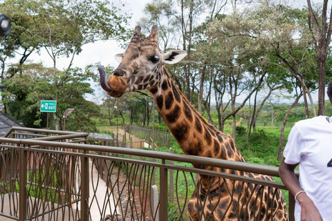 Nairobi: Giraffe Center Day Trip