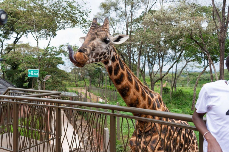 Nairobi: Giraffe Center Day Trip