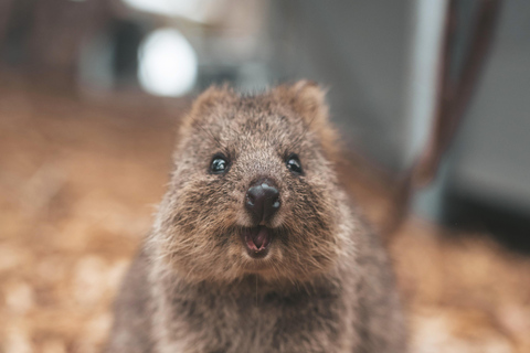 Perth: Rottnest Island Flight Transfer with Return Ferry