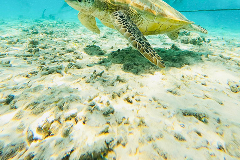 Depuis l&#039;île de Gili : Après-midi de plongée avec masque et tuba 3 îles