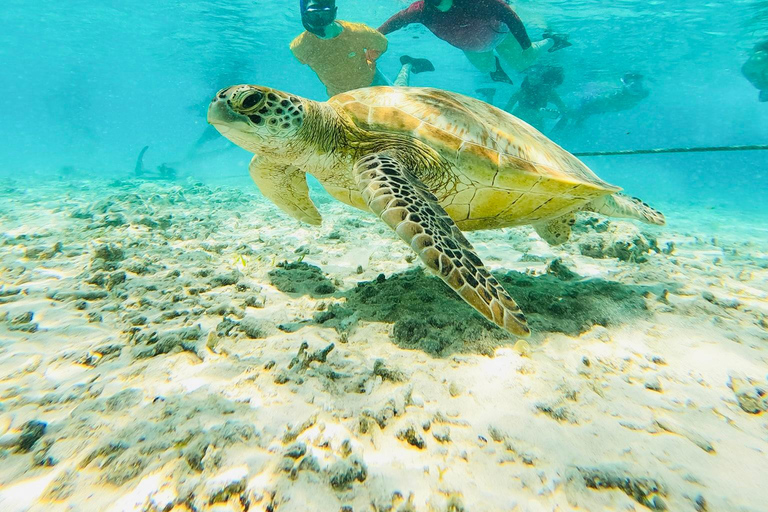 Depuis l&#039;île de Gili : Après-midi de plongée avec masque et tuba 3 îles