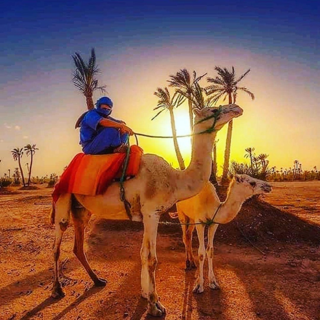 Marrakech : excursion en buggy dans la palmeraie, balade à dos de chameau et pause thé - quad