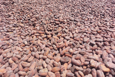 Accra: tour della piantagione di cacao e della fabbrica di cioccolato con pick-upAccra: tour di una piantagione di cacao e di una fabbrica di cioccolato con servizio di trasferimen