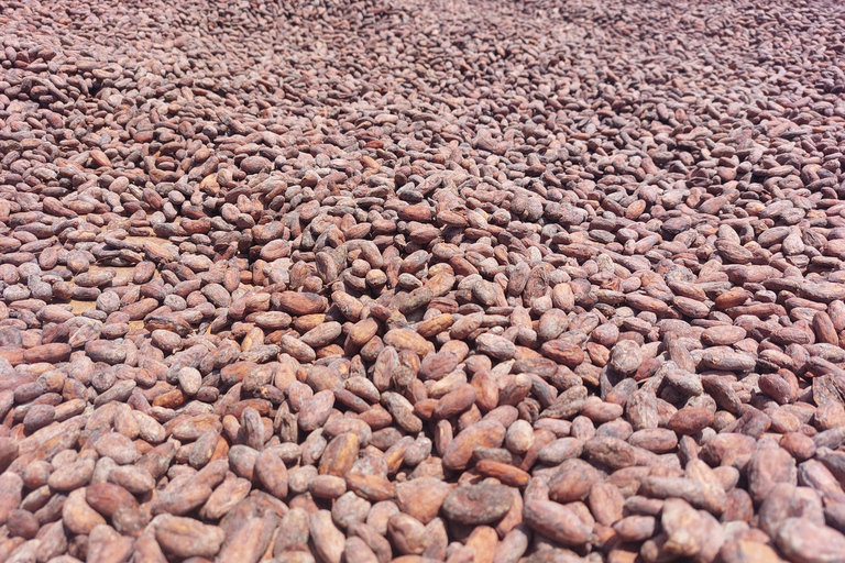 Accra: tour della piantagione di cacao e della fabbrica di cioccolato con pick-upAccra: tour di una piantagione di cacao e di una fabbrica di cioccolato con servizio di trasferimen