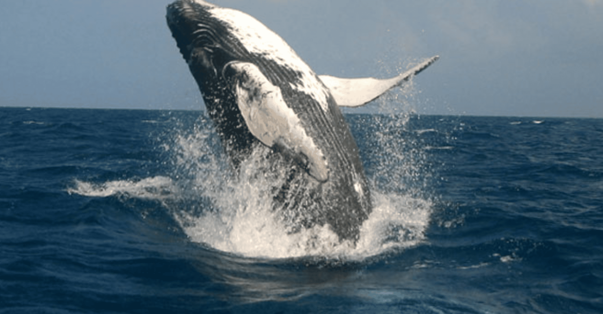 Samaná Cayo ha sollevato e cascata il limone da Punta Cana - Housity