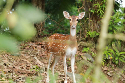 Colombo: Spotted Deer Tour with Meal and Hotel Transfer