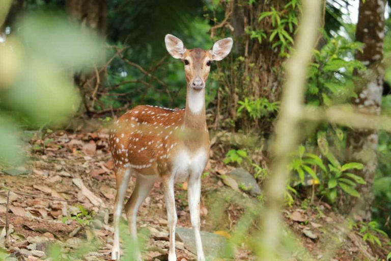 Colombo: Spotted Deer Tour with Meal and Hotel Transfer
