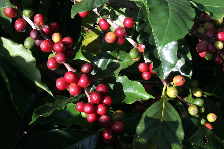 São Paulo: Monte Alegre do Sul Birdwatching Day Trip