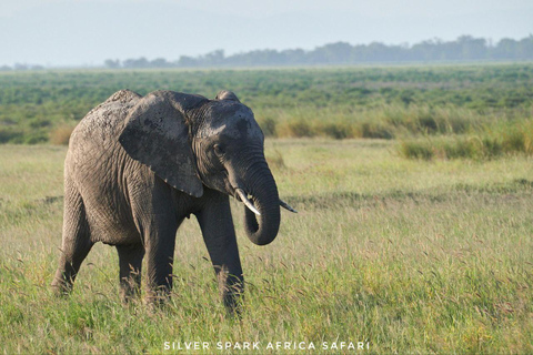 Mombasa: Tsavo East & West Safari and Diani Beach Tour