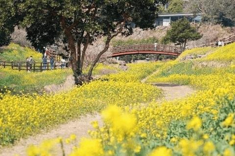 (Hotel PickUp) Jeju: West South Spring Canola & UNESCO Tour