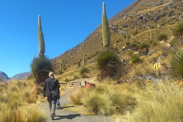 Depuis Huaraz : Excursion d&#039;une journée au glacier Pastoruri et au Puya Raymondi