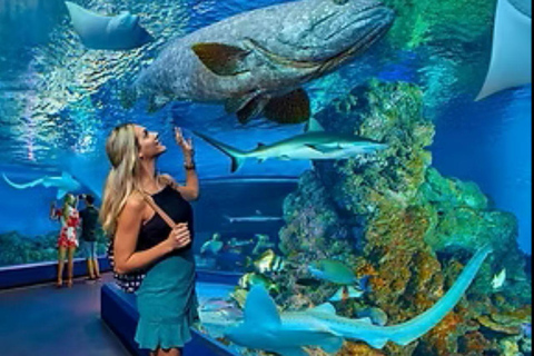 Cairns: Hop-On Hop-Off Bus Tour