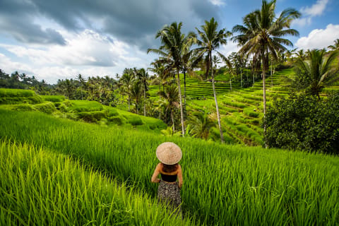 North Bali: Jatiluwih, Waterfall & Temple with Female Guide