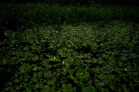 Eco-tour Limoncocha d&#039;une journée : observation des oiseaux et canoë-kayak en Amazonie