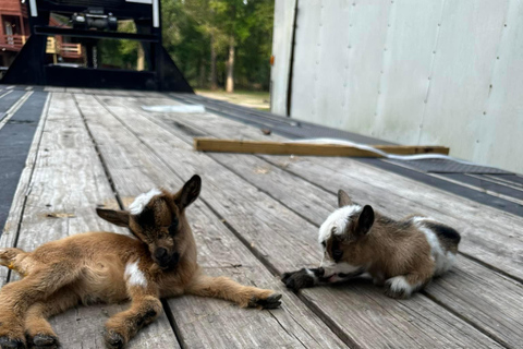 Houston: Schattige mini-geiten beleven eCrosby: Schattige mini-geiten ervaren e