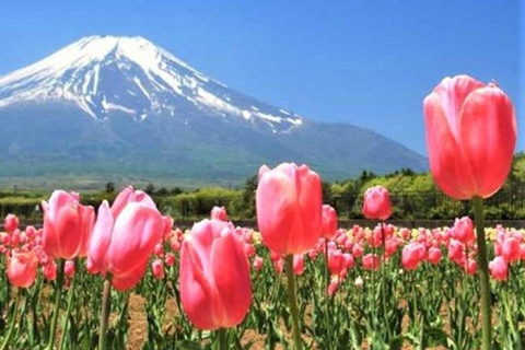 Fuji: kultur, skog och utsikt – privat skräddarsydd turFuji-kultur, skog och naturskön utsikt: Privat skräddarsydd tur