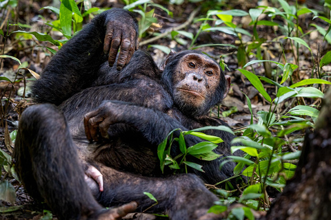 Uganda: esperienza di 3 giorni con i gorilla da Entebbe