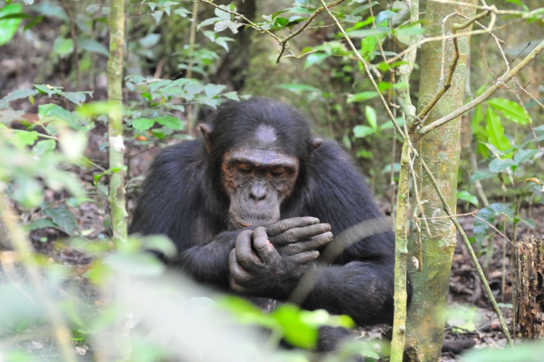 Uganda: 15 Tage Gorilla-, Schimpansen- und Wildtier-Safari