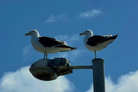 Hobart: River Derwent and Storm Bay Cruise