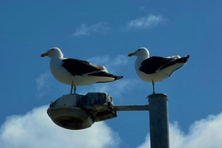 Hobart: River Derwent and Storm Bay Cruise