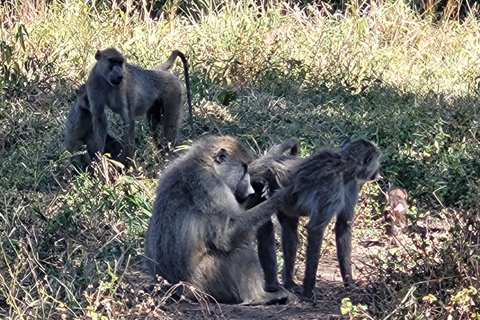 "Avventura Safari Mikumi di 3 giorni: Da Zanzibar in traghetto!