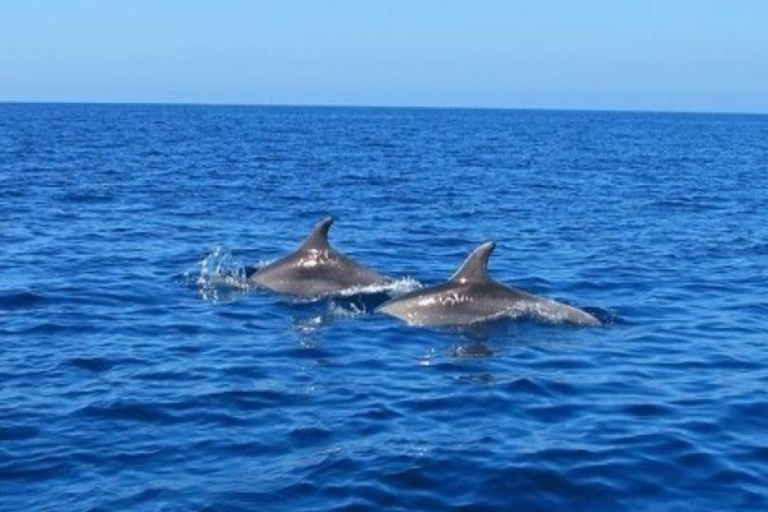 Prywatne pływanie z delfinami/snorkeling i lunch na wyspie Benitiers