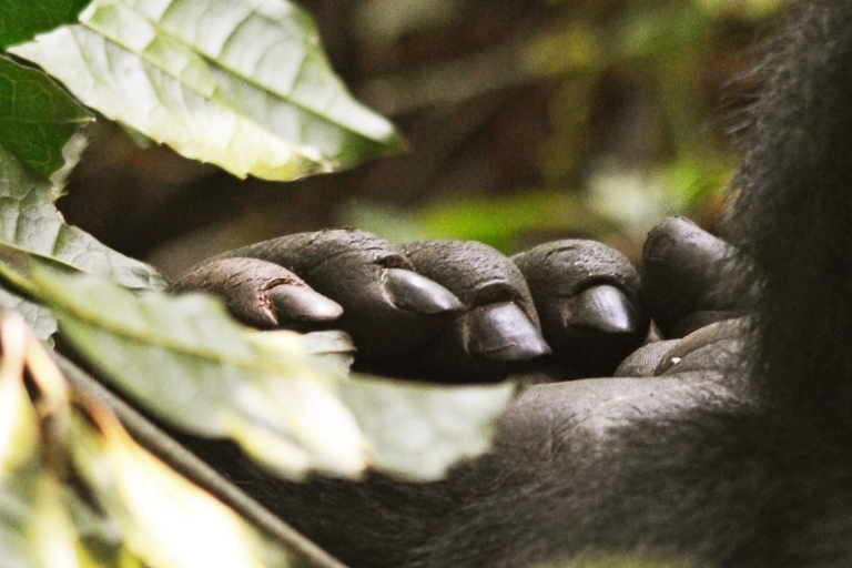 3-daagse luxe gorillatrekking Oeganda