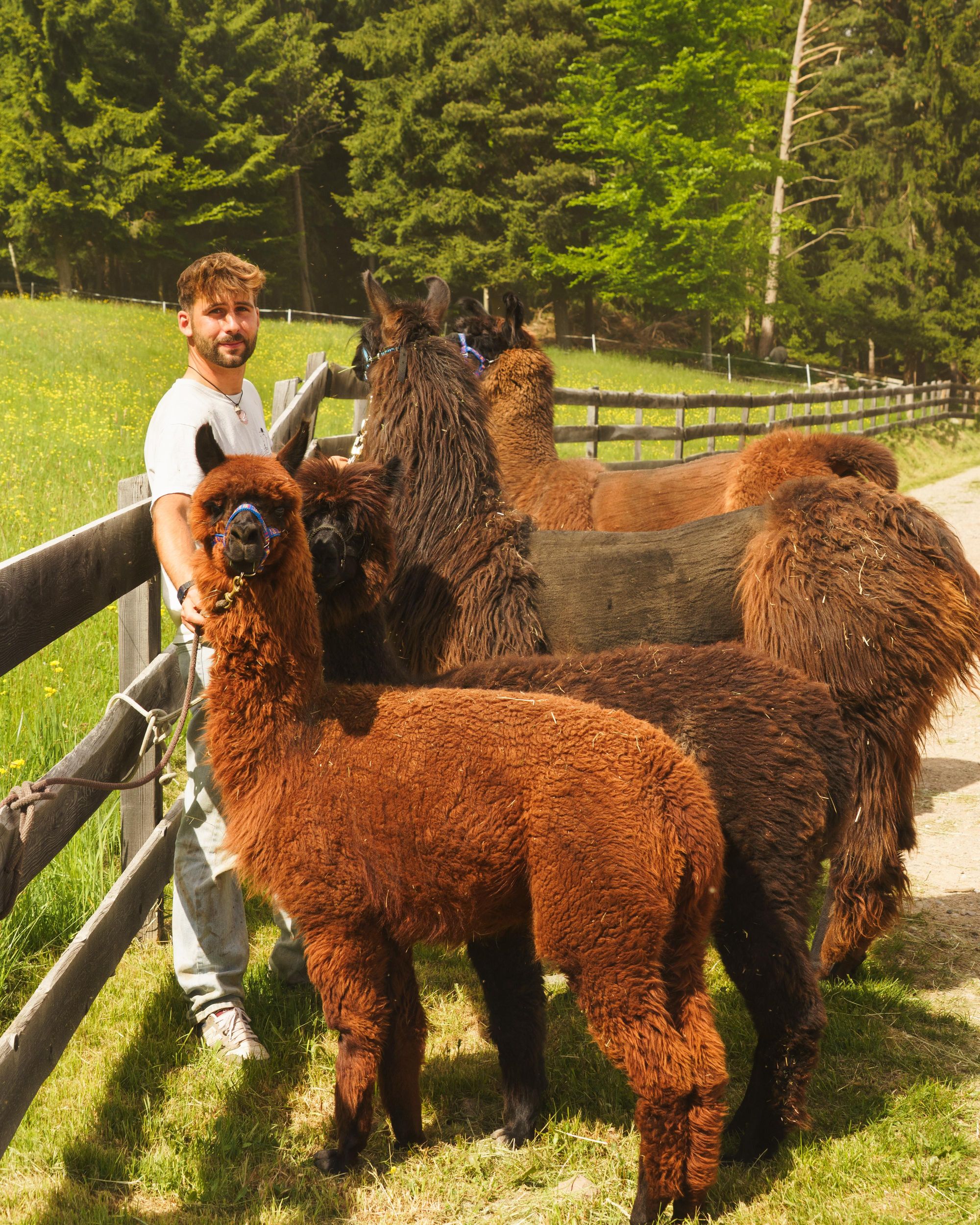 Oberbozen: Highlights-Tour mit Lama und Alpaka