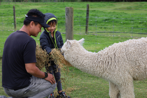 From Christchurch: Alpaca Farm Tour with Feeding and Guide