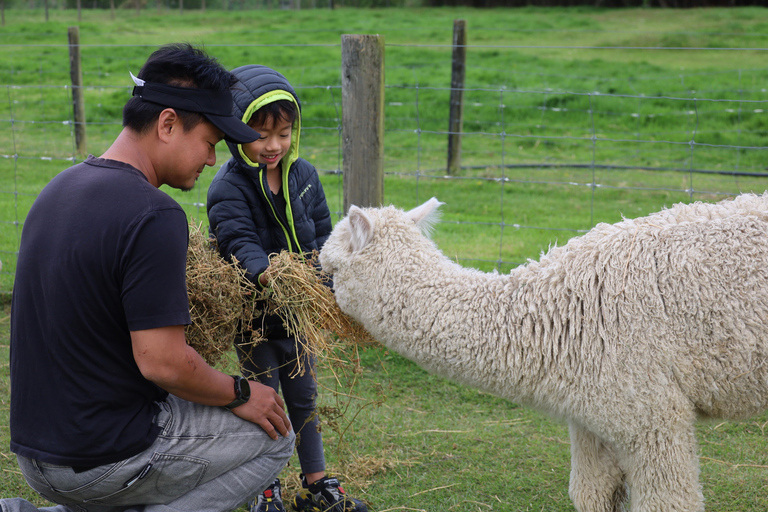 From Christchurch: Alpaca Farm Tour with Feeding and Guide