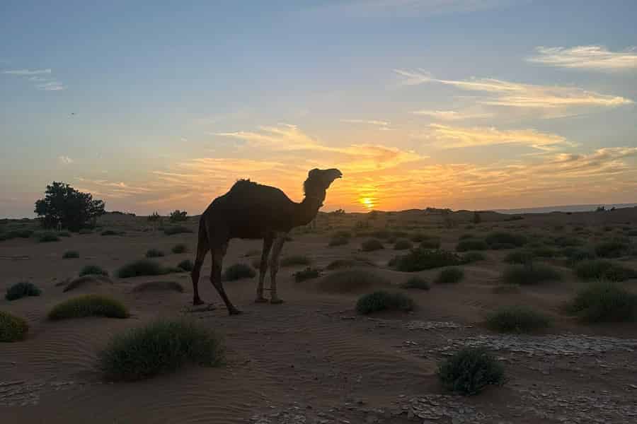 M´Hamid: 3 Tage Sahara Wüstentour-Camp bei Erg Chegaga, 4x4 Abenteuer. Foto: GetYourGuide