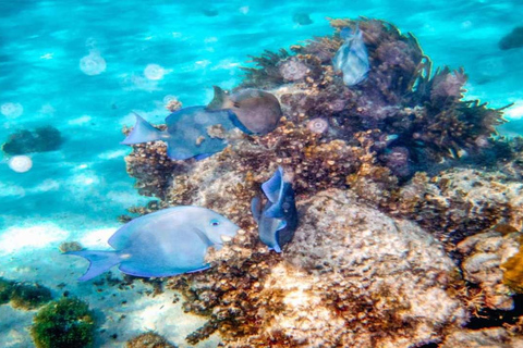 From Punta Cana: Saona Island Tour with BBQ Lunch