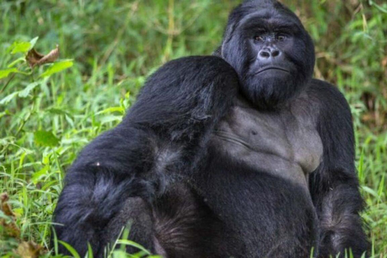 From Kigali: Uganda Mountain Gorilla Trekking Day Trip