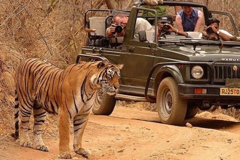 Private Tour mit Übernachtung: Jaipur - Ranthambore Tiger Safari