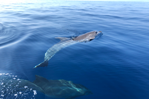 从普罗普里亚诺出发：Cala d &#039;Orzu水上摩托艇之旅 - 3小时从普罗普里亚诺出发：Cala d&#039; Orzu 水上摩托艇之旅（3 小时）