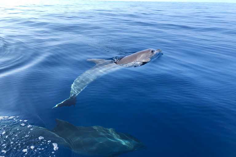 从普罗普里亚诺出发：Cala d &#039;Orzu水上摩托艇之旅 - 3小时从普罗普里亚诺出发：Cala d&#039; Orzu 水上摩托艇之旅（3 小时）