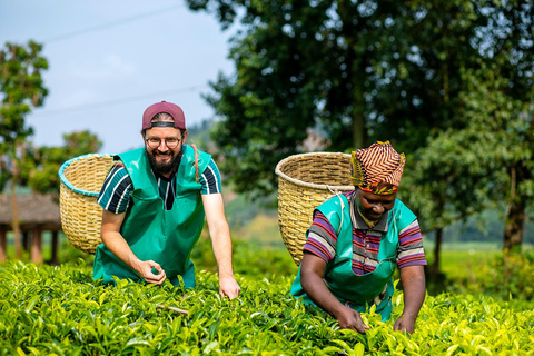 Del cultivo a la taza: experiencia cafetera de 2 días en el lago Kivu2 días de la cosecha a la taza: el café del lago Kivu