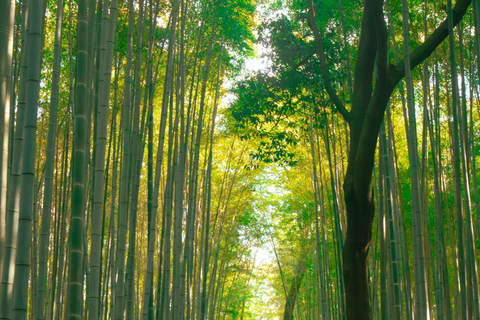 Kyoto Historic Customizable Private Tour With Vehicle