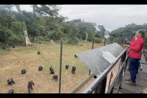 Entebbe: Mabamba Shoebill, Equator & Chimpanzee Island Tour