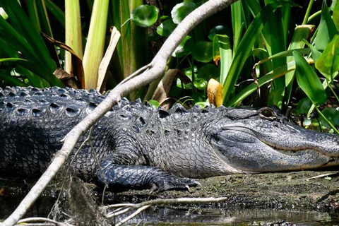 De Leon Springs: Scenic Boat Tour with Narration