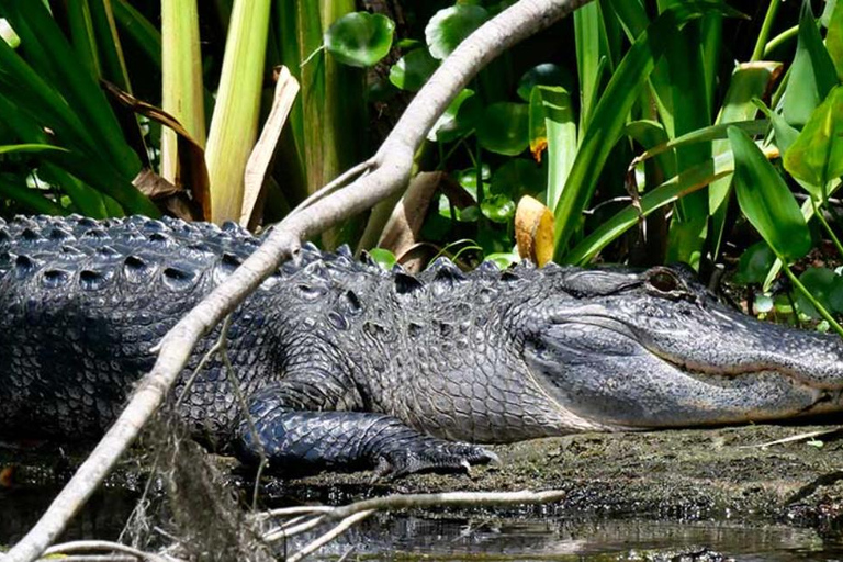De Leon Springs: Scenic Boat Tour with Narration