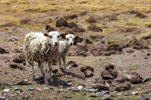 From Arequipa: Colca Canyon Full-Day Tour