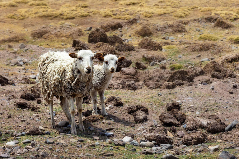 From Arequipa: Colca Canyon Full-Day Tour