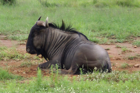 Johannesburg: Dinokeng Game Reserve Safari with Pickup