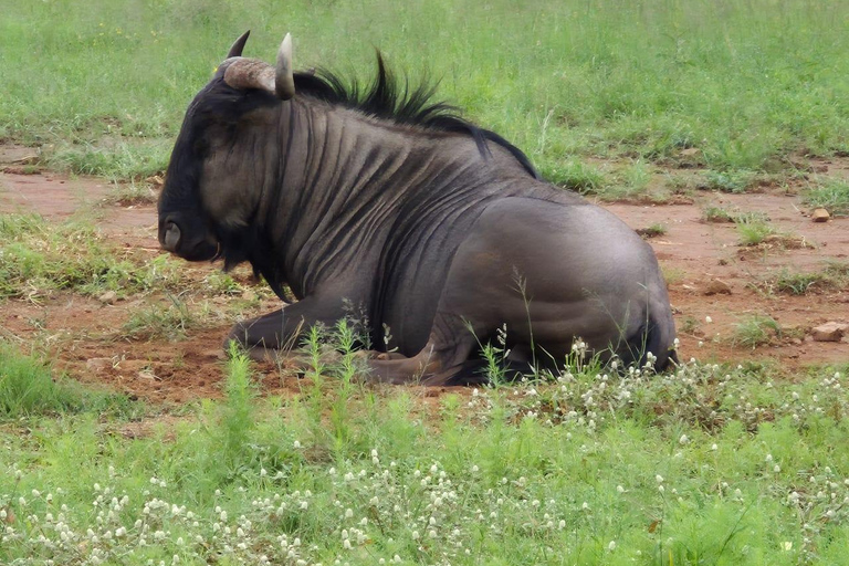 Johannesburg: Dinokeng Game Reserve Safari with Pickup